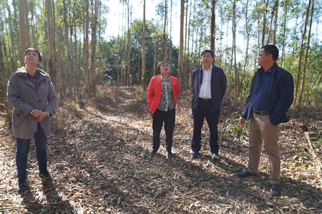 自治区林业局总工程师李巧玉到六万林场调研指导工作